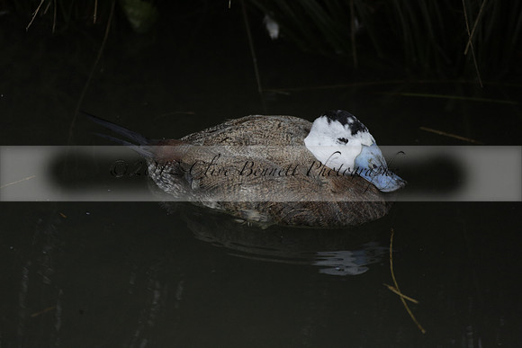 Wildfowl and Wetland Trust Arundel on Sunday 06 January 2013