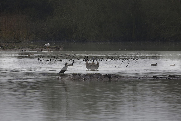 Wildfowl and Wetland Trust Arundel on Sunday 06 January 2013