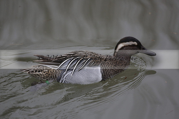 Wildfowl and Wetland Trust Arundel on Sunday 06 January 2013