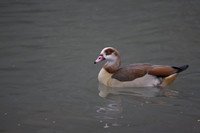 Wildfowl and Wetland Trust Arundel on Sunday 06 January 2013
