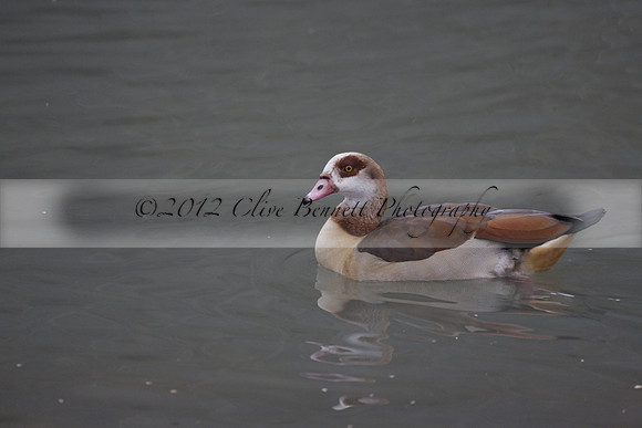 Wildfowl and Wetland Trust Arundel on Sunday 06 January 2013