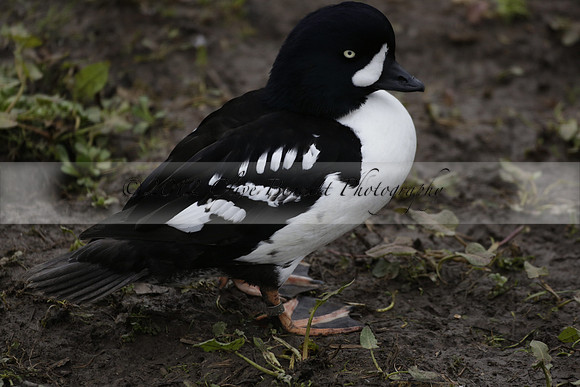 Wildfowl and Wetland Trust Arundel on Sunday 06 January 2013