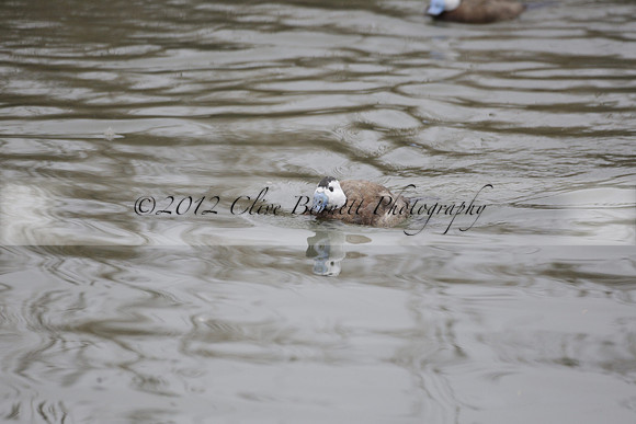 Wildfowl and Wetland Trust Arundel on Sunday 06 January 2013