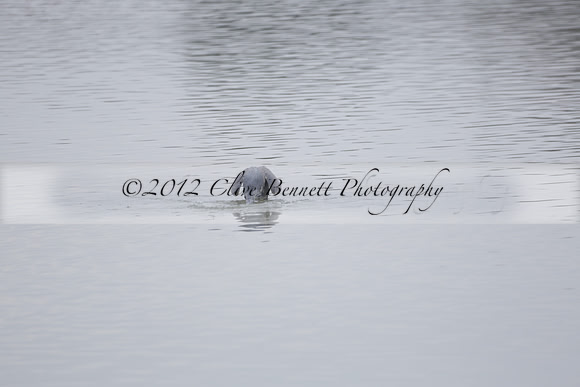 Wildfowl and Wetland Trust Arundel on Sunday 06 January 2013