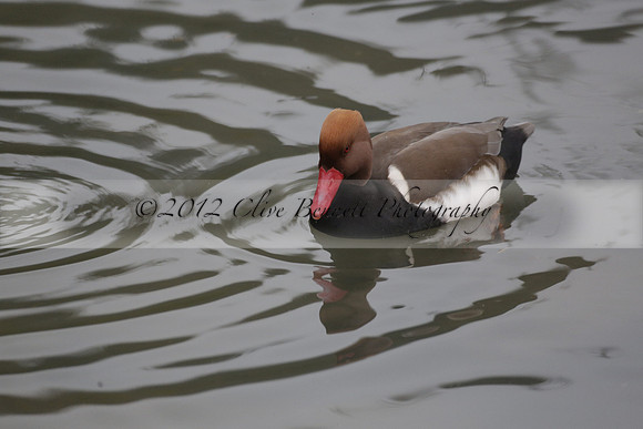 Wildfowl and Wetland Trust Arundel on Sunday 06 January 2013