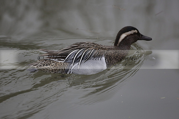 Wildfowl and Wetland Trust Arundel on Sunday 06 January 2013