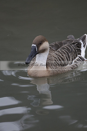 Wildfowl and Wetland Trust Arundel on Sunday 06 January 2013