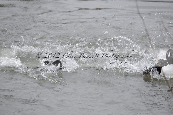 Wildfowl and Wetland Trust Arundel on Sunday 06 January 2013