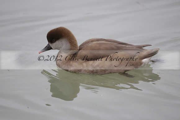 Wildfowl and Wetland Trust Arundel on Sunday 06 January 2013