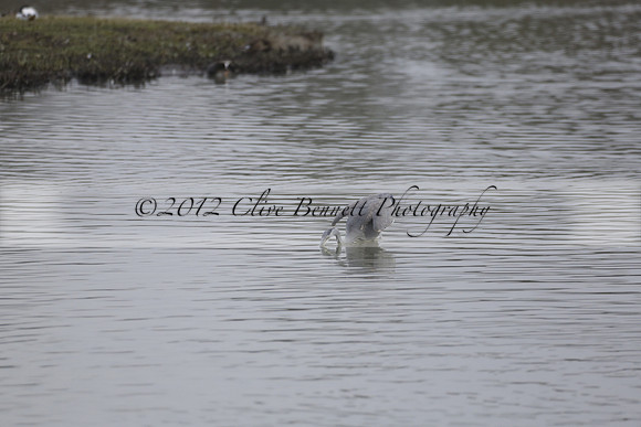 Wildfowl and Wetland Trust Arundel on Sunday 06 January 2013