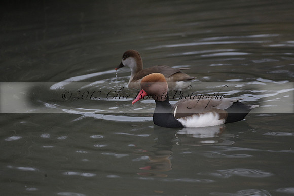 Wildfowl and Wetland Trust Arundel on Sunday 06 January 2013