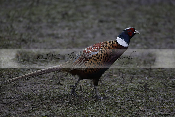 Wildfowl and Wetland Trust Arundel on Sunday 06 January 2013