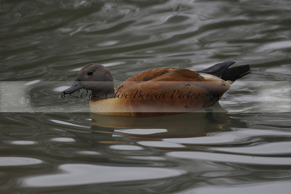 Wildfowl and Wetland Trust Arundel on Sunday 06 January 2013