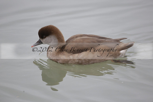 Wildfowl and Wetland Trust Arundel on Sunday 06 January 2013