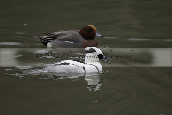 Wildfowl and Wetland Trust Arundel on Sunday 06 January 2013
