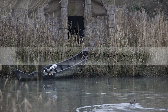 Wildfowl and Wetland Trust Arundel on Sunday 06 January 2013