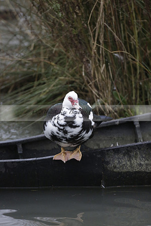 Wildfowl and Wetland Trust Arundel on Sunday 06 January 2013