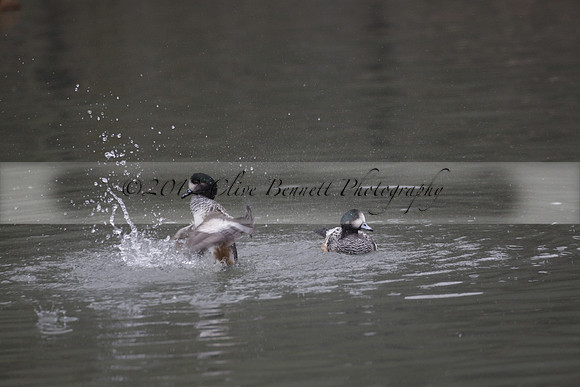 Wildfowl and Wetland Trust Arundel on Sunday 06 January 2013