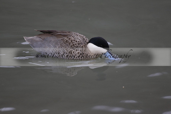 Wildfowl and Wetland Trust Arundel on Sunday 06 January 2013