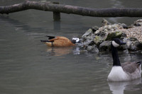 Wildfowl and Wetland Trust Arundel on Sunday 06 January 2013