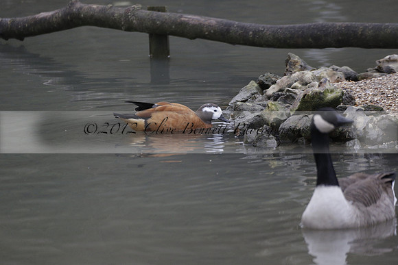 Wildfowl and Wetland Trust Arundel on Sunday 06 January 2013