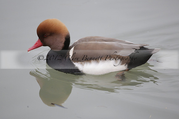 Wildfowl and Wetland Trust Arundel on Sunday 06 January 2013