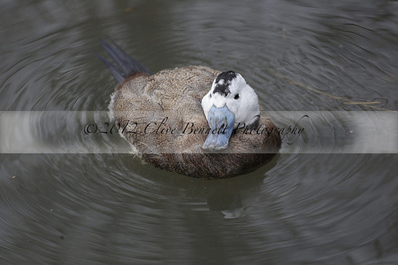 Wildfowl and Wetland Trust Arundel on Sunday 06 January 2013