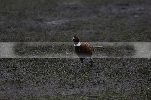 Wildfowl and Wetland Trust Arundel on Sunday 06 January 2013