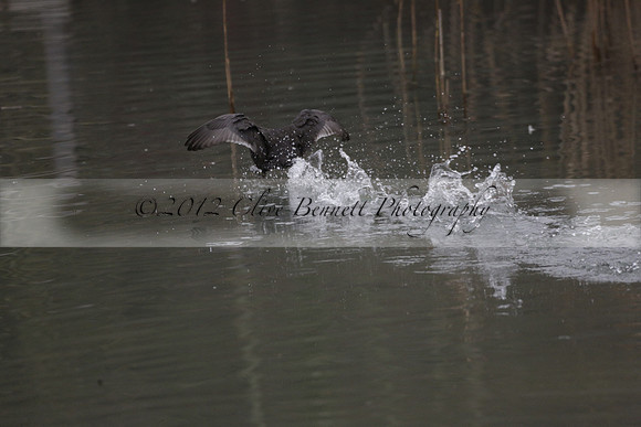 Wildfowl and Wetland Trust Arundel on Sunday 06 January 2013