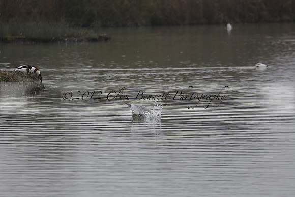 Wildfowl and Wetland Trust Arundel on Sunday 06 January 2013