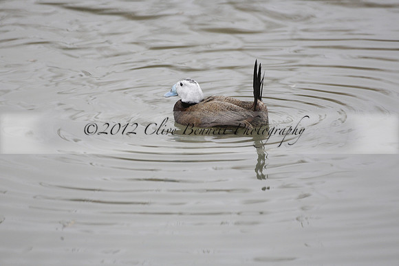 Wildfowl and Wetland Trust Arundel on Sunday 06 January 2013