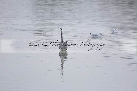 Wildfowl and Wetland Trust Arundel on Sunday 06 January 2013