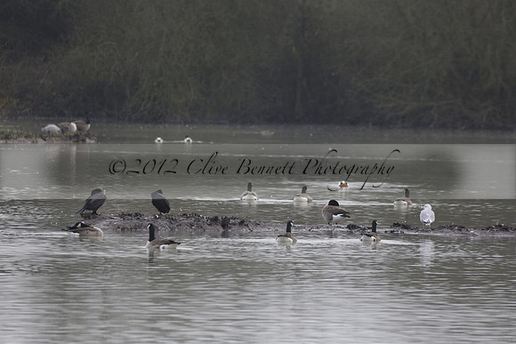 Wildfowl and Wetland Trust Arundel on Sunday 06 January 2013