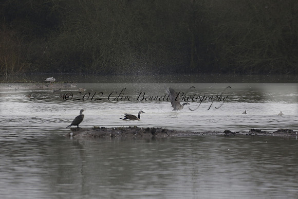 Wildfowl and Wetland Trust Arundel on Sunday 06 January 2013