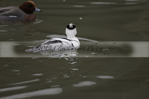 Wildfowl and Wetland Trust Arundel on Sunday 06 January 2013