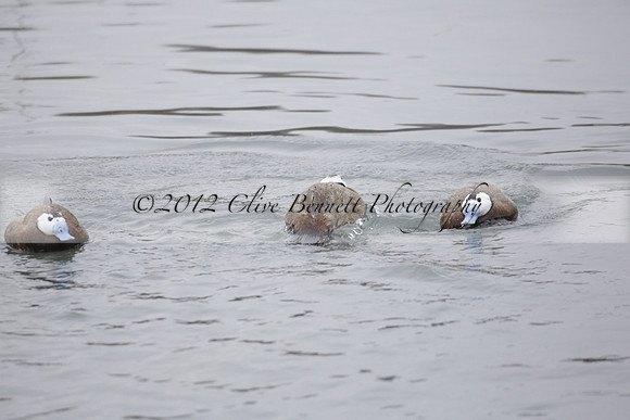 Wildfowl and Wetland Trust Arundel on Sunday 06 January 2013