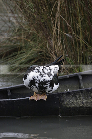 Wildfowl and Wetland Trust Arundel on Sunday 06 January 2013