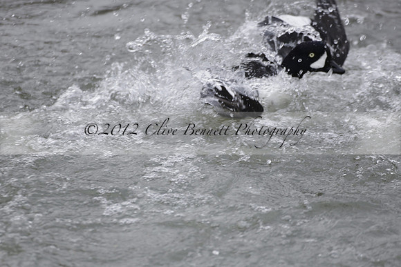 Wildfowl and Wetland Trust Arundel on Sunday 06 January 2013