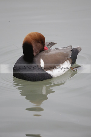 Wildfowl and Wetland Trust Arundel on Sunday 06 January 2013
