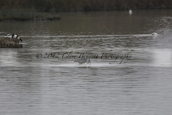 Wildfowl and Wetland Trust Arundel on Sunday 06 January 2013