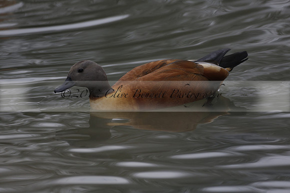 Wildfowl and Wetland Trust Arundel on Sunday 06 January 2013