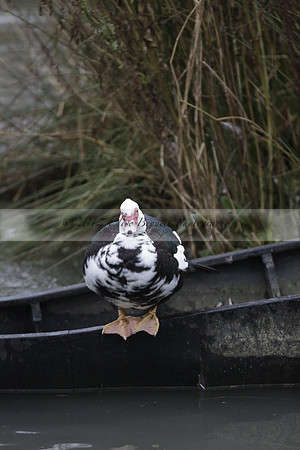 Wildfowl and Wetland Trust Arundel on Sunday 06 January 2013