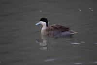 Wildfowl and Wetland Trust Arundel on Sunday 06 January 2013