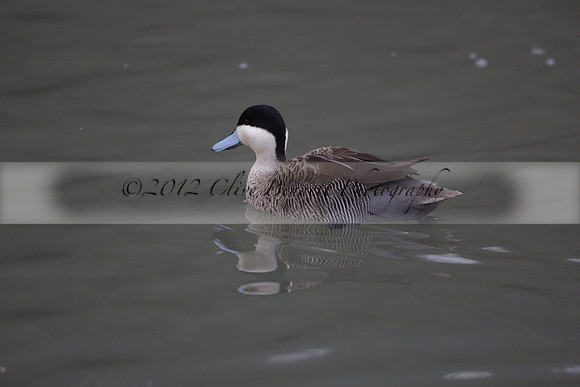Wildfowl and Wetland Trust Arundel on Sunday 06 January 2013