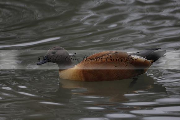 Wildfowl and Wetland Trust Arundel on Sunday 06 January 2013