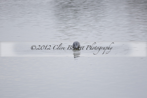 Wildfowl and Wetland Trust Arundel on Sunday 06 January 2013