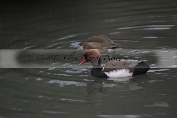 Wildfowl and Wetland Trust Arundel on Sunday 06 January 2013