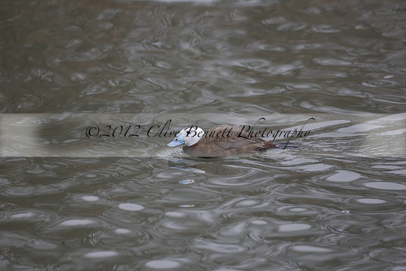 Wildfowl and Wetland Trust Arundel on Sunday 06 January 2013
