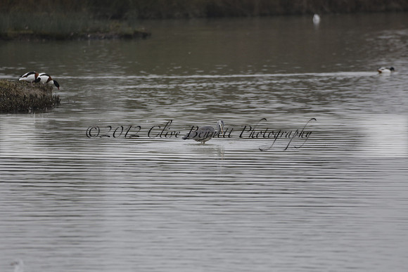 Wildfowl and Wetland Trust Arundel on Sunday 06 January 2013