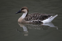 Wildfowl and Wetland Trust Arundel on Sunday 06 January 2013